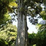 Podocarpus totara Bark