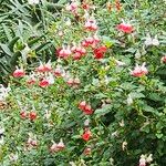 Salvia × jamensis Flower