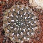 Gymnocalycium pflanzii Hábitos