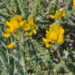 Adenocarpus viscosus Flor