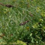 Carex frigida Kvet