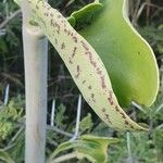 Kalanchoe mitejea Folha