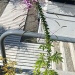Cleome spinosa Habit