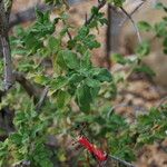 Salvia dorrii Leaf