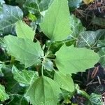 Chenopodium albumLeaf