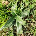 Anacamptis fragrans Folio