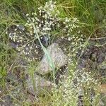 Briza minor Flower