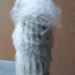 Cephalocereus senilis Blad