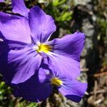 Viola calcarata Fiore