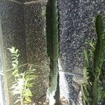 Euphorbia ingens List