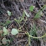 Coronilla scorpioides Plod