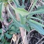 Cichorium intybus Blad