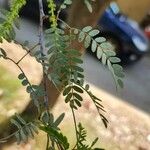 Prosopis cineraria Fuelha