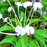 Rotheca microphylla Flor