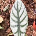 Alocasia bagindaBlad