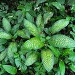 Dieffenbachia seguineLeaf