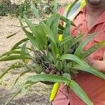 Prosthechea fragrans 葉