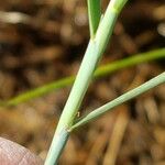 Alopecurus geniculatus Blad