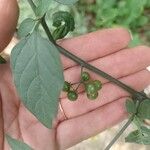 Solanum chenopodioidesপাতা