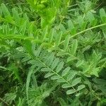 Astragalus atropilosulus Leaf