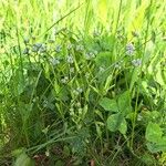 Valeriana locusta Vekstform