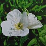 Oenothera speciosa Цветок