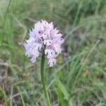 Neotinea tridentata Flower