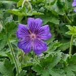 Geranium ibericum Çiçek
