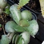 Adromischus cooperi Leaf