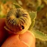 Abutilon pannosum Плід