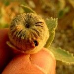 Abutilon pannosum Meyve