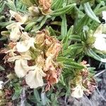 Teucrium montanum Çiçek