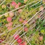 Vaccinium oxycoccos Fruit