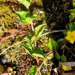 Lysimachia nemorum Kora