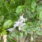 Rhododendron viscosum 花