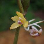 Vanilla africana ফুল