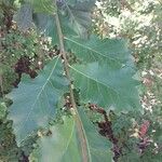 Quercus macrocarpa Blatt