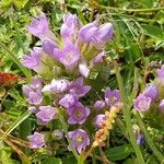 Gentianella ramosa 花