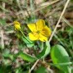 Ranunculus thora Flor