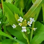 Calepina irregularis Flower