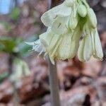 Cardamine enneaphyllos Blüte