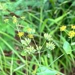 Bupleurum longifolium Flower