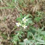 Buglossoides arvensis Blüte