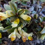 Polygala chamaebuxus Frunză