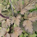 Actaea simplex Feuille