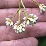 Persicaria chinensis Flower