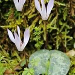 Cyclamen creticum Habit