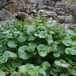 Cardamine asarifolia 整株植物