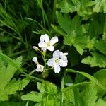 Cardamine pratensisКветка