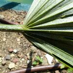 Rhapidophyllum hystrix Fuelha